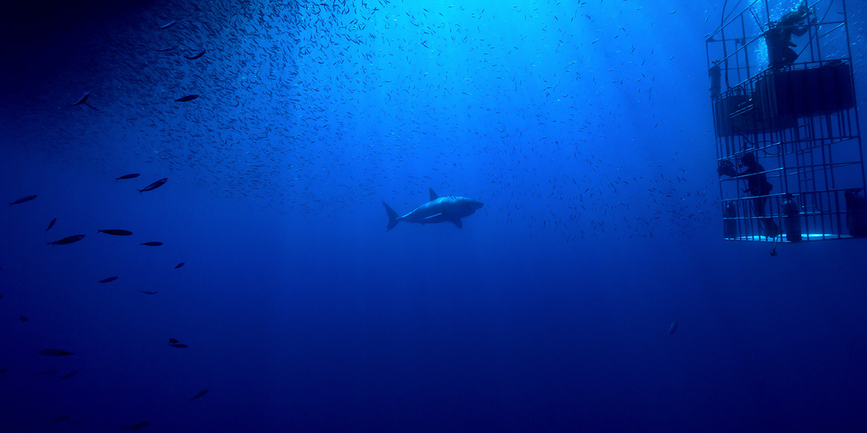 Science Global Shark Movement